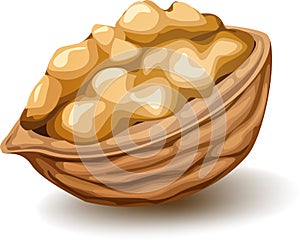 Walnut in the nutshell. Vector realistic illustration isolated