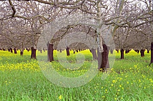 Walnut Orchard in Early Spring