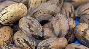 Walnut Pecan Carya illinoinensis fruit clustered on smooth surface photo