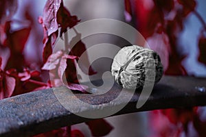 Walnut on a rusty iron