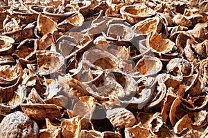 Walnut shell background Empty nut shell. Nuts texture. Selective focus