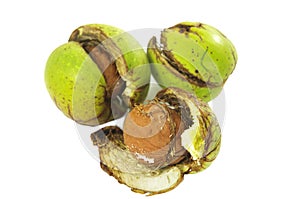 Walnut in shell burst