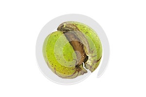 Walnut in shell burst