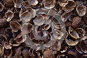 Walnut shells in the garden