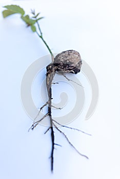 Walnut sprout growing out of walnut white background