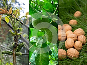 Walnut stages of growth, collage. Juglans regia in bloom in spring, full-sized green walnuts in summer and ripe inshell walnuts in