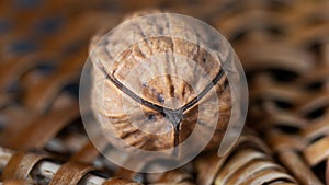 Walnut with three shells.