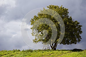 Walnut tree