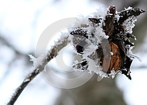 Walnut tree with bare branches