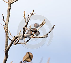 Walnut tree with bare branches