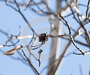 Walnut tree with bare branches