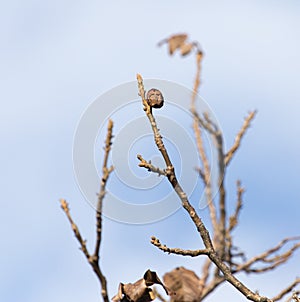 Walnut tree with bare branches