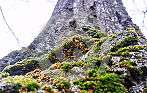 Walnut tree bark with moss