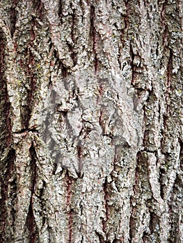 American Black Walnut tree bark closeup