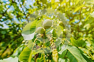 Walnut tree on the blue sky background. Walnuts hanging on a tree in a warm sunny day.