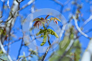 Walnut tree branch with first buds and leaves