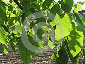 Walnut tree branches with green leaves on plowed field background