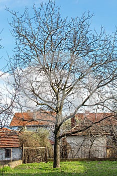 Walnut tree at the countryside