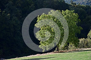 A walnut tree in Fischbachtal, Odenwald, Germany