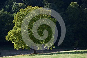 A walnut tree in Fischbachtal, Odenwald, Germany