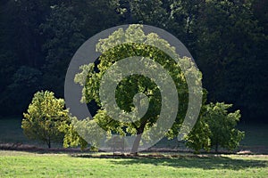 A walnut tree in Fischbachtal, Odenwald, Germany