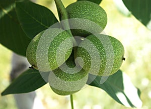 Walnut on tree