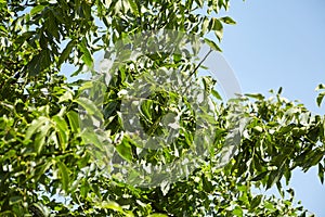 Walnut tree with walnut fruit in green pericarp