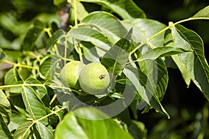 Walnut tree with walnut fruit in green pericarp
