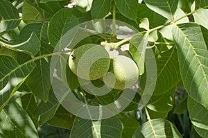 Walnut tree grows awaiting harvest