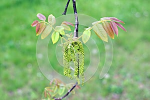 Walnut tree inflorescence