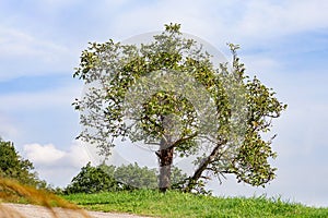 A walnut tree in the Italian country