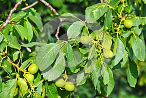 Walnut tree Juglans regia with fruit