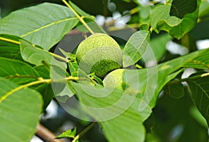 Walnut tree Juglans regia with fruit