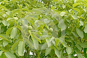 Walnut tree foliage.