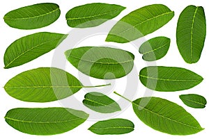 Walnut tree leaf collection closeup