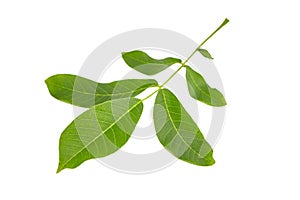 Walnut tree leaf isolated on white background