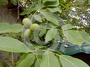 Walnut tree
