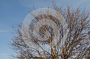 Walnut tree without leaves against the blue sky