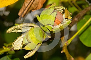 Walnut in tree