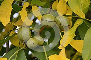 Walnut Tree with Ripe Fruits Hanging On the Branch, Czech Republic, Europe