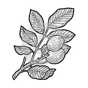 Walnut tree sketch vector illustration photo