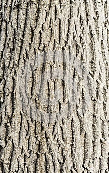 Walnut tree texture close up