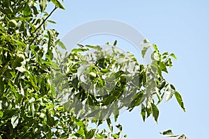 Walnut tree with walnut fruit in green pericarp