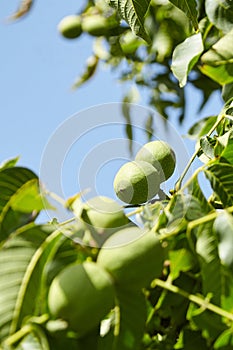 Walnut tree with walnut fruit in green pericarp