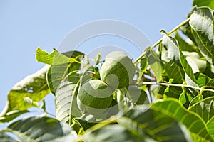 Walnut tree with walnut fruit in green pericarp