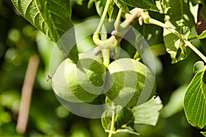 Walnut tree with walnut fruit in green pericarp