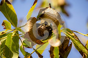 walnut on tree