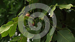 Walnut on a tree. Wind blows.