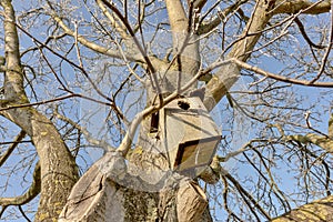 Walnut tree in winter