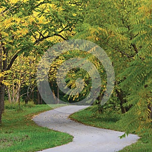 Walnut Trees In Autumnal Park, Large Detailed Vertical Landscaped Autumn Path Scene, Twisting Tarmac Walkway, Winding Asphalt Road